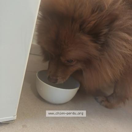 Photo 1/1 Found dog Found in Clarensac