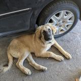 Picture of dog lost at Nousty