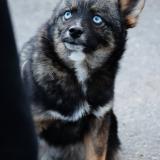 Picture of dog lost at Mauperthuis