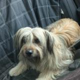 Picture of dog lost at Apt