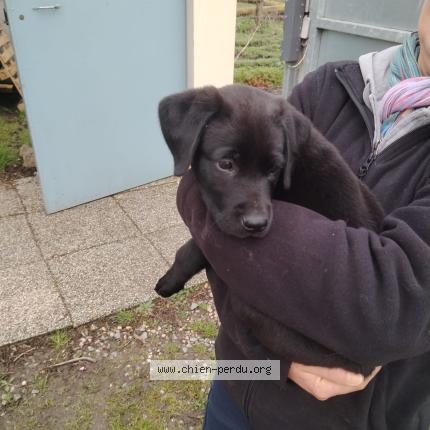 Photo 1/1 Found dog Found in Echillais