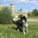 Picture of dog lost at Lavars