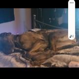 Picture of dog lost at Saint Lambert