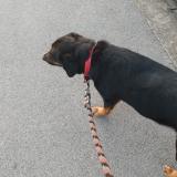 Picture of dog found at Toulouse