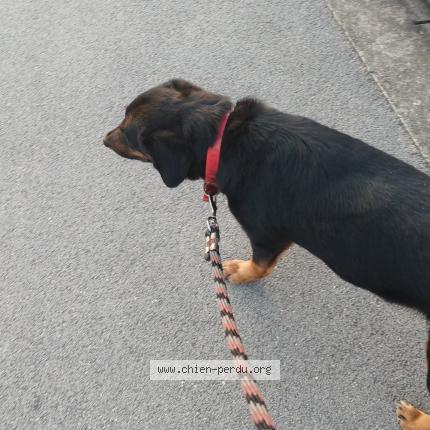 Photo 1/1 Found dog Found in Toulouse