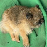 Picture of dog lost at Le Luc