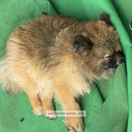 Photo 1/1 Pumba Chien lost in Le luc