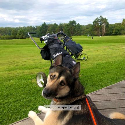 Picture of dog lost at Bouvignies