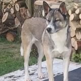 Picture of dog lost at Nieul Les Saintes