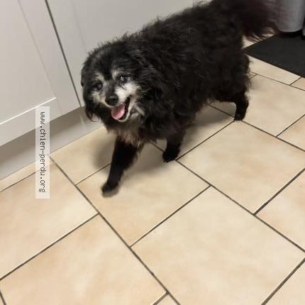 Photo 1/1 Found dog Found in Cocumont