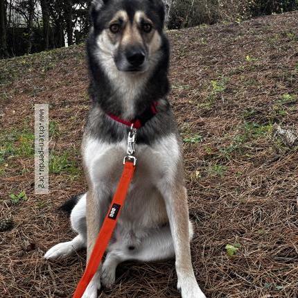 Picture of dog lost at 59870 Bouvignies
