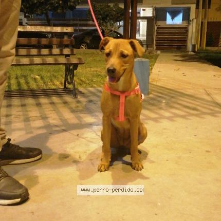 Photo 1/1 Found dog Found in Lima