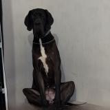 Photo of a dog found in Noyal Chatillon Sur Seiche