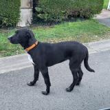 Picture of dog found at Hagnicourt