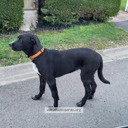 Photo 1/1 Found dog Found in Hagnicourt