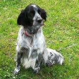 Picture of dog lost at Bignay