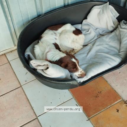 Photo 1/1 Found dog Found in Salles sur mer