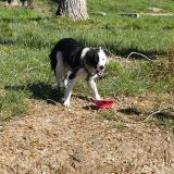 Picture of dog found at Lisle Sur Tarn