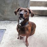 Picture of dog lost at Chateauguay