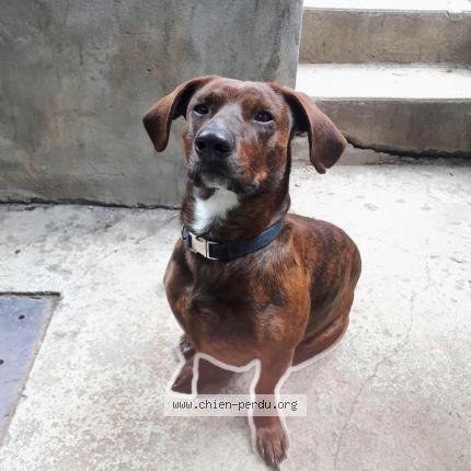 Photo 1/1 Balou Dog lost in Chateauguay
