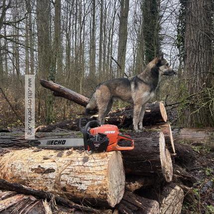 Photo 1/1 zuko Dog lost in Bouvignies