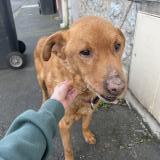 Picture of dog found at Lens