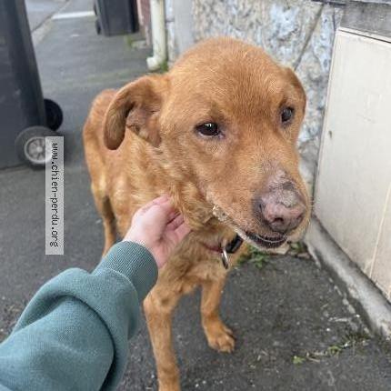 Photo 1/1 Found dog Found in Lens