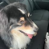 Picture of dog found at Uzes