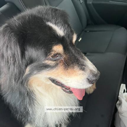 Photo 1/1 Found dog Found in Uzes