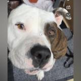 Picture of dog lost at Combs La Ville