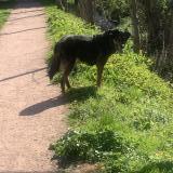 Picture of dog found at Saint Pierre Les Elbeuf