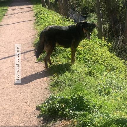 Photo 1/1 Found dog Found in Saint pierre les elbeuf