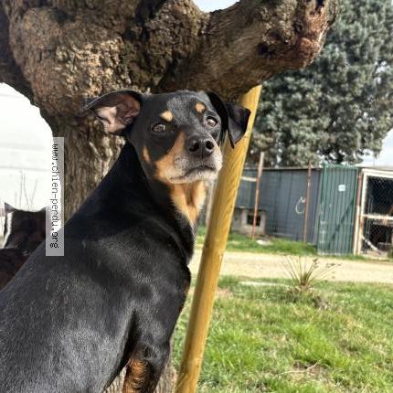 Photo 1/1 Turbo Dog lost in Courthezon
