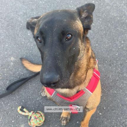 Photo 1/1 Mirko Dog lost in Montigny Les Metz