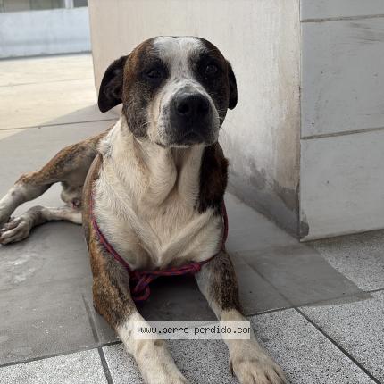 Photo 1/1 Found dog Found in Lima