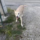 Picture of dog found at Artas