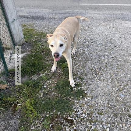 Photo 1/1 Found dog Found in Artas