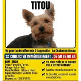 Picture of dog lost at Laqueuille