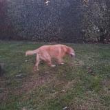 Picture of dog found at Montauban