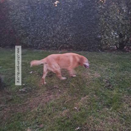 Photo 1/1 Found dog Found in Montauban