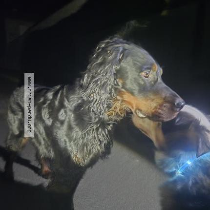 Photo 1/1 Found dog Found in Villedieu la blouere