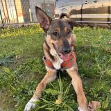 Picture of dog lost at Castelnau D Estretefonds