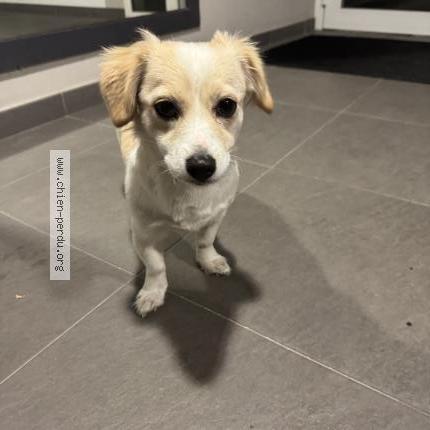 Photo 1/1 Found dog Found in Cenon