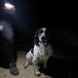 Picture of dog found at Bonneuil En Valois