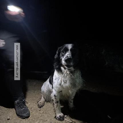 Photo 1/1 Found dog Found in Bonneuil en valois