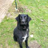 Picture of dog lost at La Meaugon