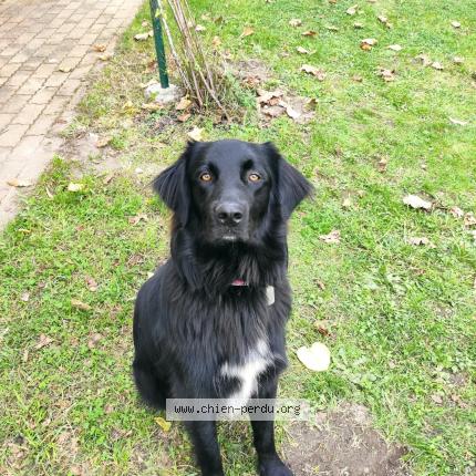 Photo 1/1 Rocket Chien lost in La meaugon