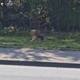 Picture of dog found at Venissieux