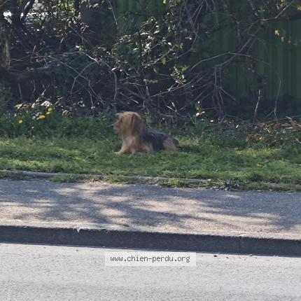 Photo 1/1 Found dog Found in Venissieux