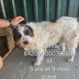 Picture of dog lost at Marseille